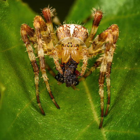 spider on a green leaf close up in the natural environment