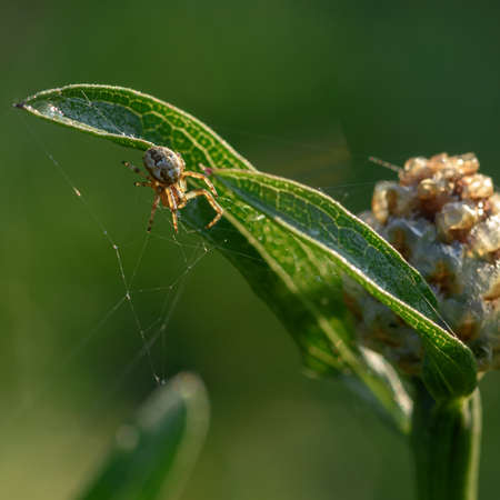 spider on a green leaf close up in the natural environmentの写真素材