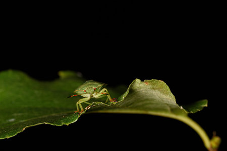 a green forest bug sits on a green leaf, close-up in a natural environment