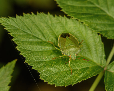 a green forest bug sits on a green leaf, close-up in a natural environment