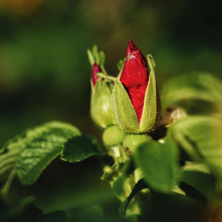 red rosehip Bud close-up among green foliage, illuminated by the sunの写真素材
