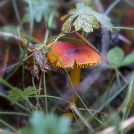 mushroom in the forest in the grass close up in the natural environment
