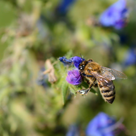 bee collects pollen in lilac flower, close-up in natural environment