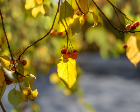 branch with autumn yellow leaves and berries close up with blurred background