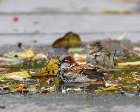 Sparrows bathe in an autumn puddle with yellow leaves, close-up. Focus to the foreground
