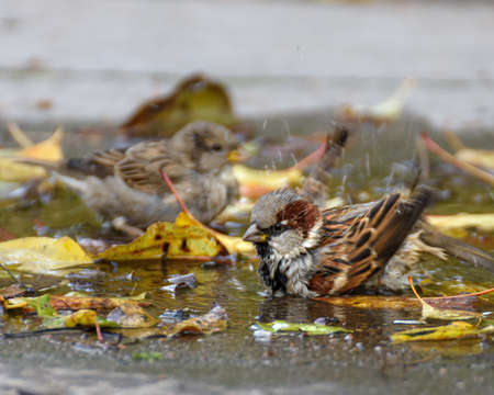 Sparrows bathe in an autumn puddle with yellow leaves, close-up. Focus to the foregroundの写真素材