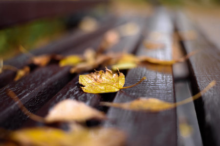 autumn leaves on a Park bench close-up, blurred background, bokeh