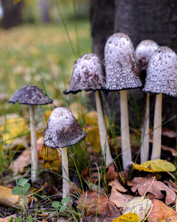 Group of white dung mushrooms (Coprinus comatus) in the green grass close-up, selective focusの写真素材