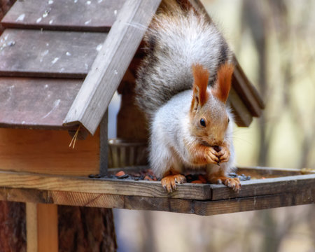 Squirrel feeds in a bird feeder, close-up, in a natural environmentの写真素材
