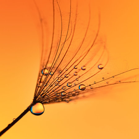 dandelion seed with drops on an orange background close-up