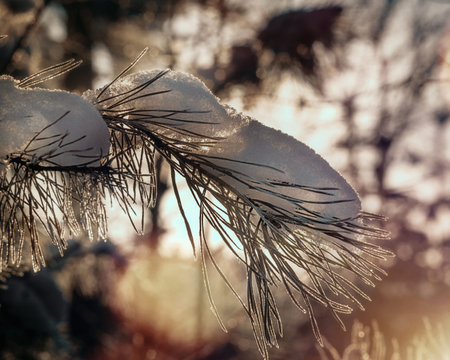 snow on a pine branch, illuminated by the setting sun, close-up