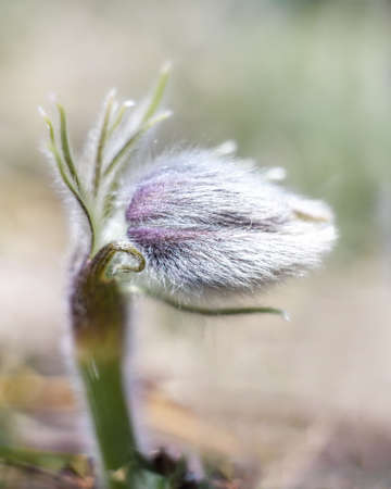forest flower bud (dream grass) close-up in early springの写真素材