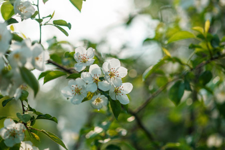 Apple tree branch with white flowers in spring in the sunlight