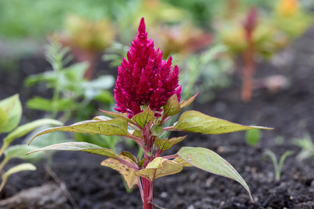 garden flower Celosia in natural conditions close-up