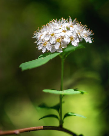 White spirea flower close-up on a blurry green background