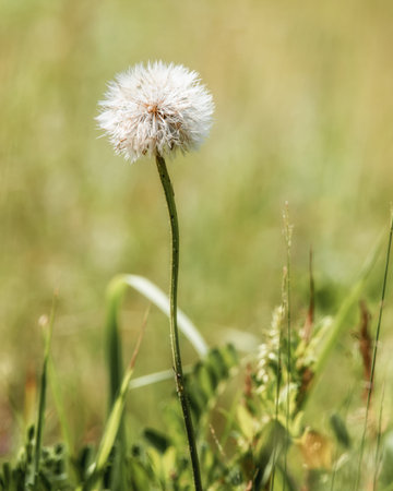 dandelion close-up on a grass background, selective focus, blurred background