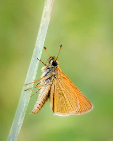 The thick-headed Acteon (Latin: Thymelicus acteon) is a butterfly of the thick-headed family, sitting on a blade of grass on a light green background, close-up, side viewの写真素材