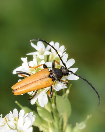 The barbel beetle is a mottled leptura (Lat. Stictoleptura variicornis) sits on a flower, close-up