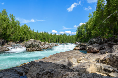 View of the turbulent water flow of the mountain river among the green forest, wildlifeの写真素材