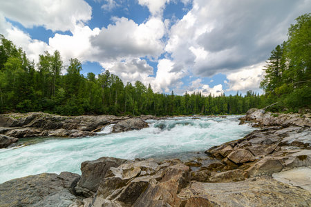 View of the turbulent water flow of the mountain river among the green forest, wildlifeの写真素材