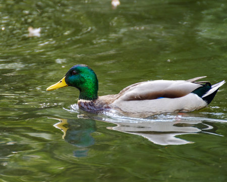 duck in the city pond on the water close-up on a sunny dayの写真素材