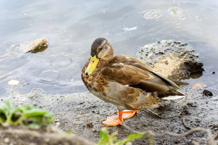 duck in the city pond on the water close-up on a sunny dayの写真素材