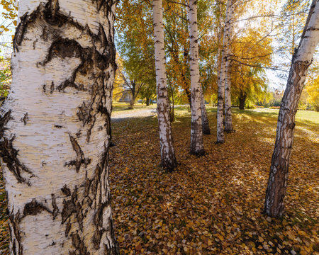 birch trees in the autumn city park among the yellow foliage on a sunny dayの写真素材
