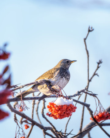 A blackbird bird sits on a snow-covered branch of a rowan tree, close-upの写真素材