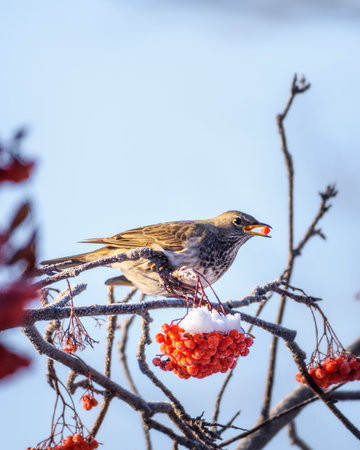 A blackbird bird sits on a snow-covered branch of a rowan tree, close-upの写真素材