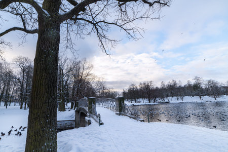 Winter landscape in the park by the lake with birds. Snow-covered trees against a blue skyの写真素材