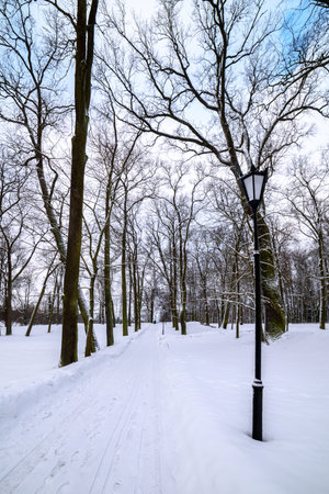 Winter landscape in a park with trees covered with snowの写真素材