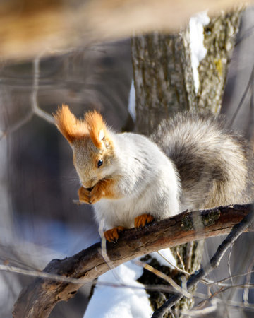 Squirrel sits on a branch in early spring, illuminated by the sun, close-upの写真素材