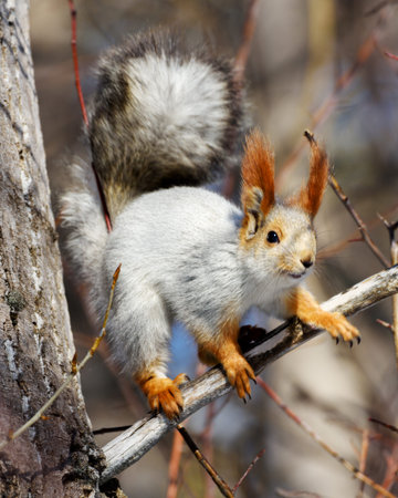Squirrel sits on a branch in early spring, illuminated by the sun, close-upの写真素材