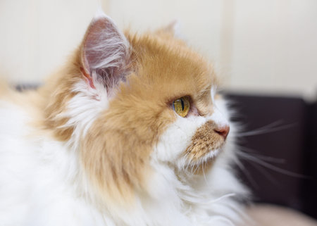 big fluffy red cat lying, close-up portraitの写真素材