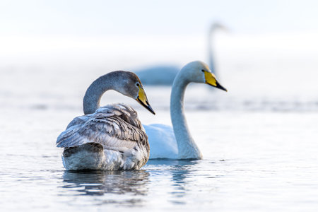 sibilant swan on the water close-up in early spring