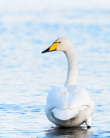 sibilant swan on the water close-up in early springの写真素材