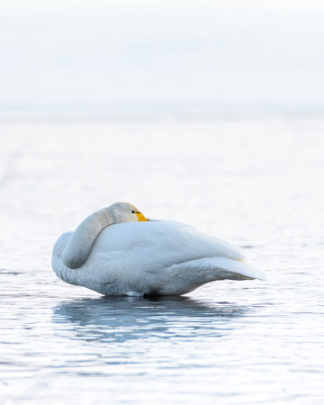 sibilant swan on the water close-up in early springの写真素材