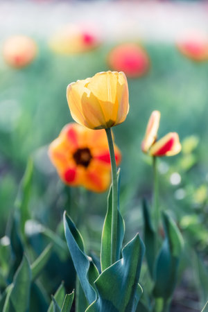 Beautiful tulips in sunlight with highlights close-upの写真素材