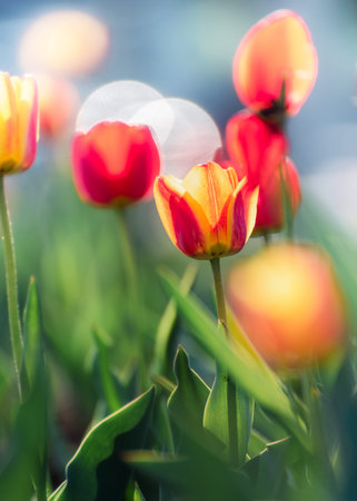 Beautiful tulips in sunlight with highlights close-upの写真素材