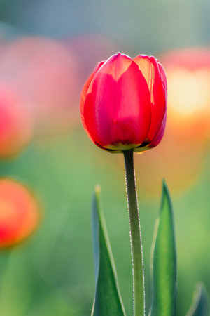 Beautiful tulips in sunlight with highlights close-upの写真素材