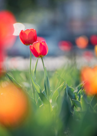 Beautiful tulips in sunlight with highlights close-upの写真素材