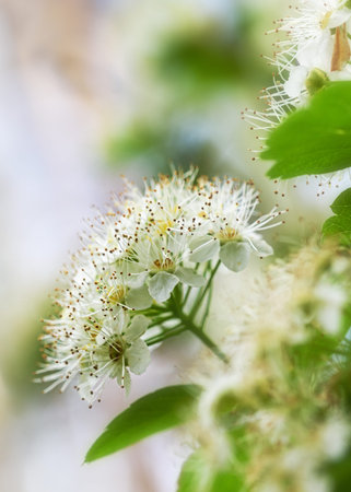 Branches and flowers of white flowering spirea in spring close-upの写真素材