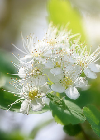 Branches and flowers of white flowering spirea in spring close-upの写真素材