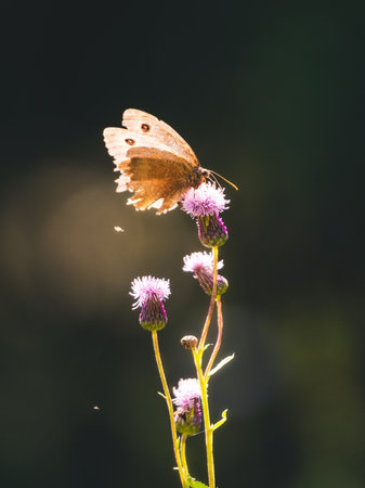 butterfly on thistle flower in the garden, beautiful photo digital pictureの写真素材