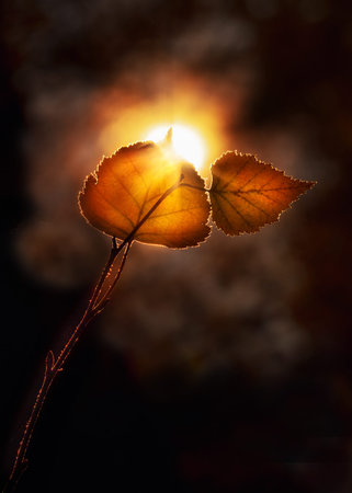 Autumn leaves on a dark background with bokeh and sun