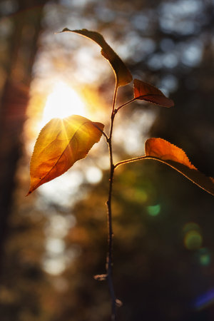 Autumn leaves on a tree branch with sunbeams in the backgroundの写真素材