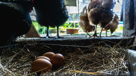 eggs in a nest with hens coming out into the lightの写真素材