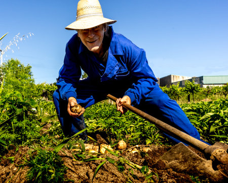 man in work clothes pulling potatoes out of the ground