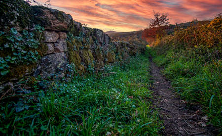 sunken grassy path bordered by a stone wall half covered by damp plantsの写真素材