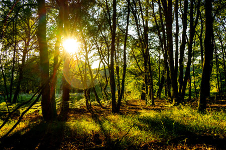 sunset in a forest